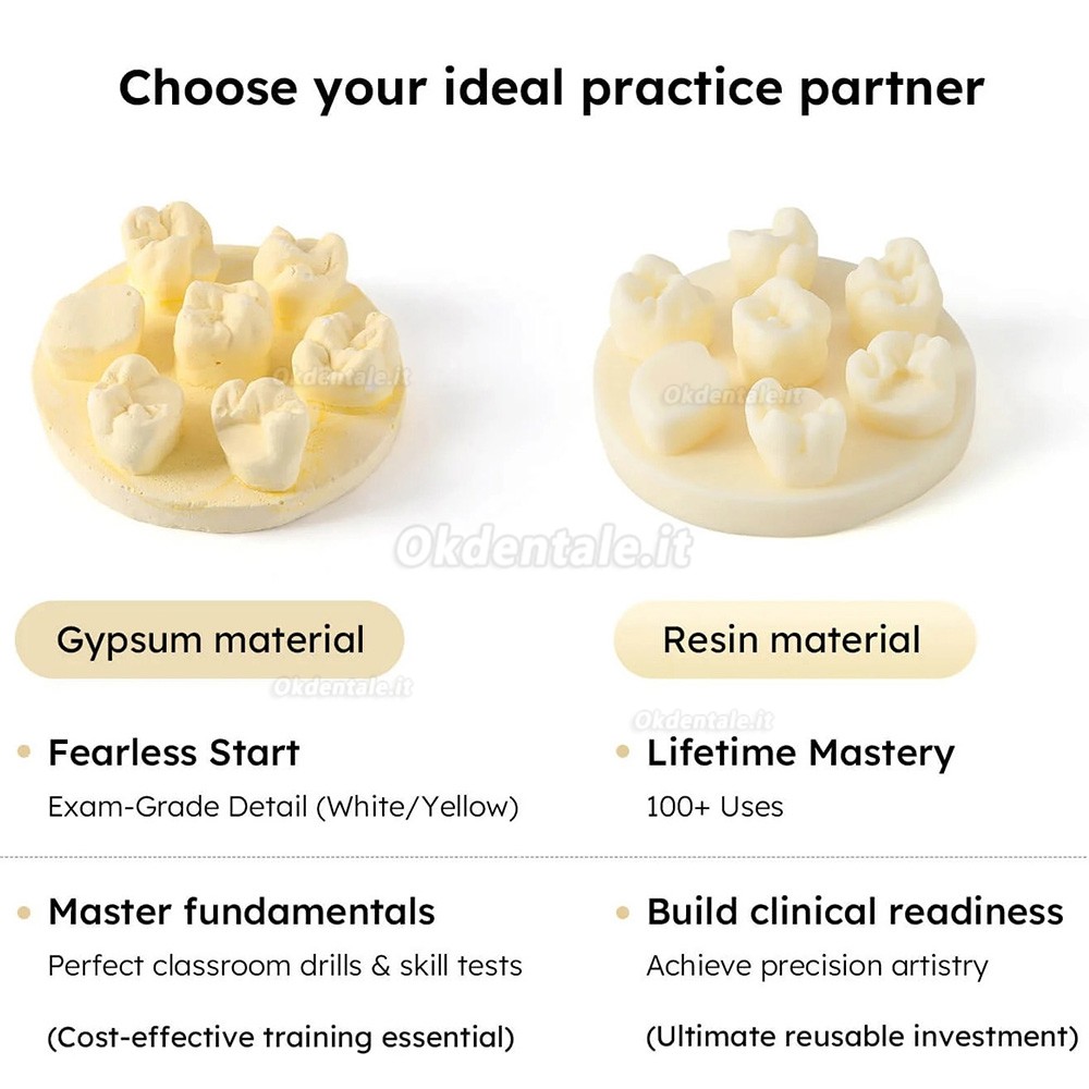 Kit di formazione per modelli di pratica della morfologia dei denti, 3 pezzi/confezione, posizioni U6/L6/U4 (gesso/resina)